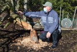 Już nie tylko dziki. Działkowców w Świebodzinie "zaatakowały" bobry