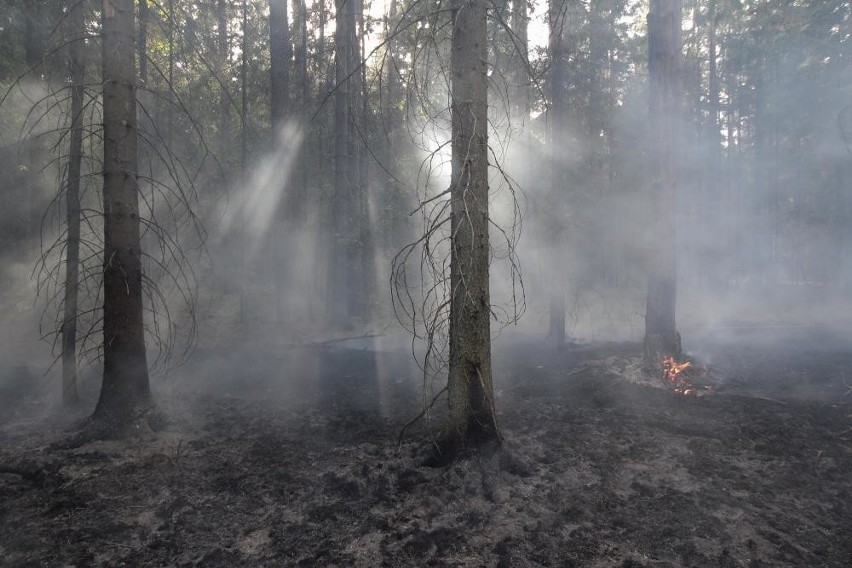 Nadleśnictwo Browsk: Pożar lasu w Puszczy Białowieskiej. Spaliło się półtora hektara lasu (10 września 2019)