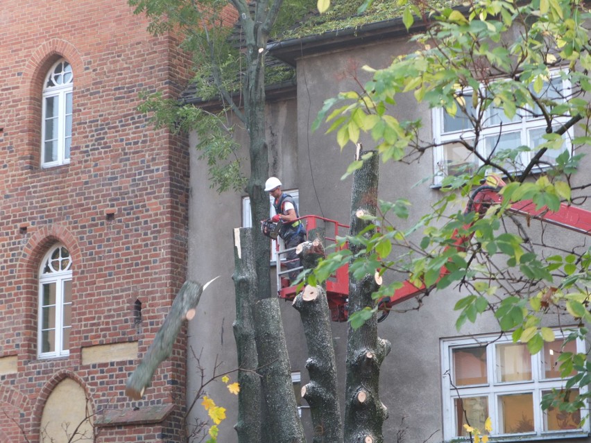 Rzeź w centrum Opola. 37 drzew do wycinki. Powód? Inwestycja