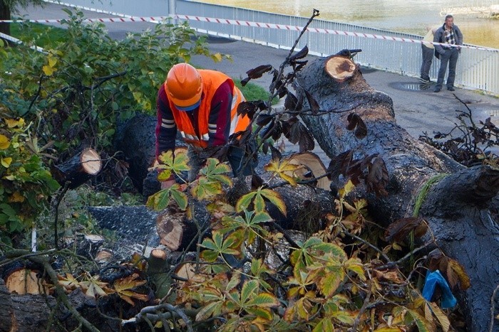Usuwanie drzewa po wichurze w Kołobrzegu.