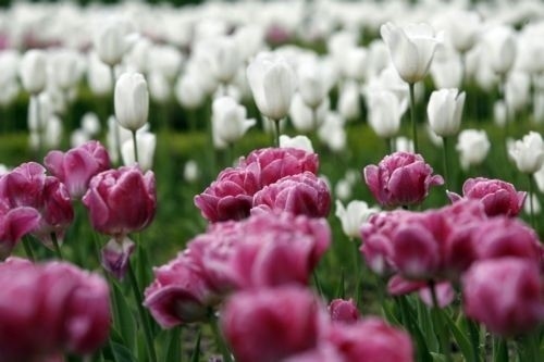 Już 26 maja Dzień Matki, zobacz jakie kwiaty kupić dla swojej mamy