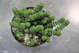 Grubosz Hottentot, czyli żywe korale w doniczce. Jak uprawiać tę piękną roślinę?