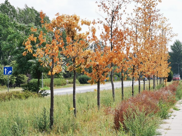 O zieleń miejską w Toruniu od 4 listopada będzie dbał ogrodnik miejski