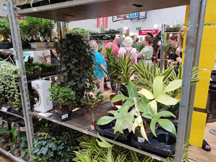 Festiwal Roślin w Nowym Sączu przyciągnął tłumy. Najszybciej z półek znikały rośliny kolekcjonerskie