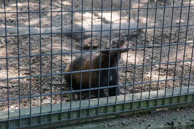 W Śląskim Ogrodzie Zoologicznym w Chorzowie trwa konkurs na imiona dla rosomaków. Zgłoszenia można przesyłać do poniedziałku 7 listopada.