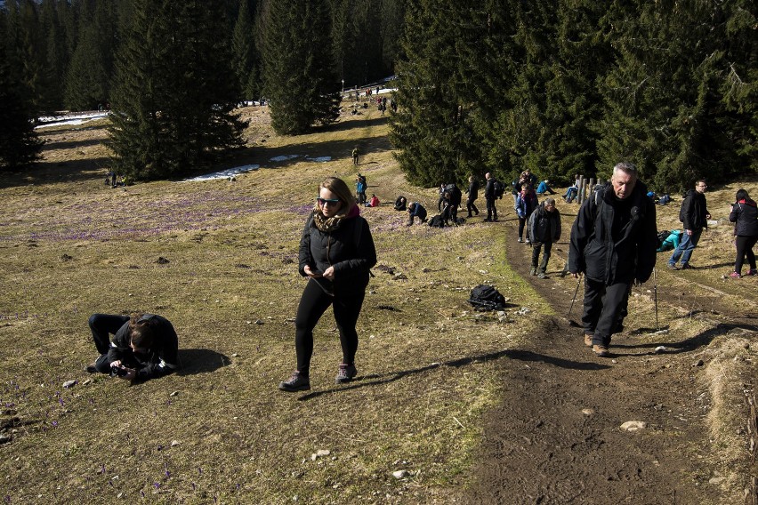 Krokusy w Tatrach. Turyści oblegają Dolinę Chochołowską...