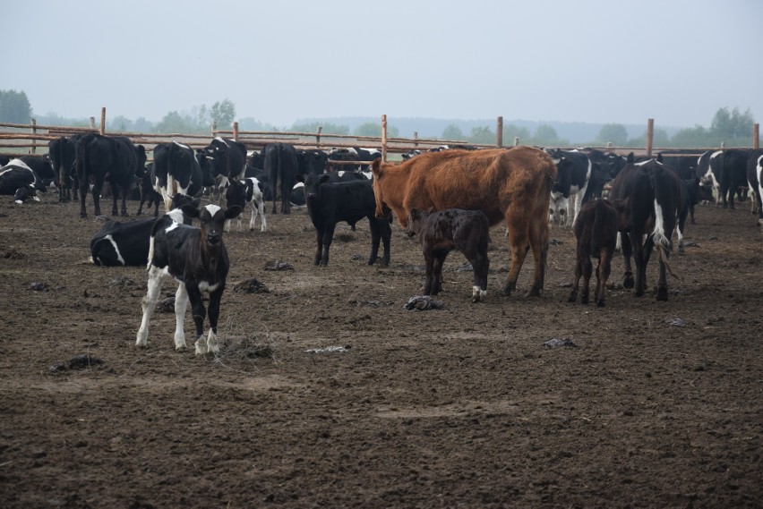 Stado krów liczy ponad 170 sztuk bydła.