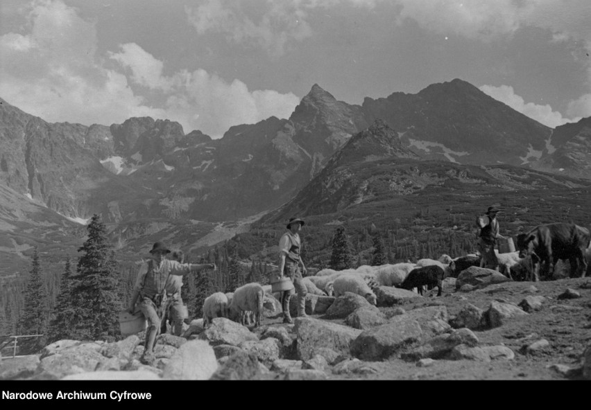 Tatry. Tak dawniej górale wypasali owce w górach. Stada pasły się na górskich halach [ZDJĘCIA]