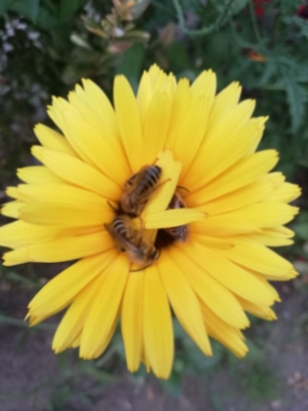 Nowy trend ekologiczny! Ratujmy pszczoły, hodujmy pszczoły, które zapylają kwiaty