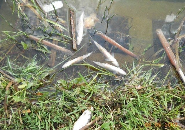 Setki śniętych ryb w zalewie na Borkach (zdjęcia)