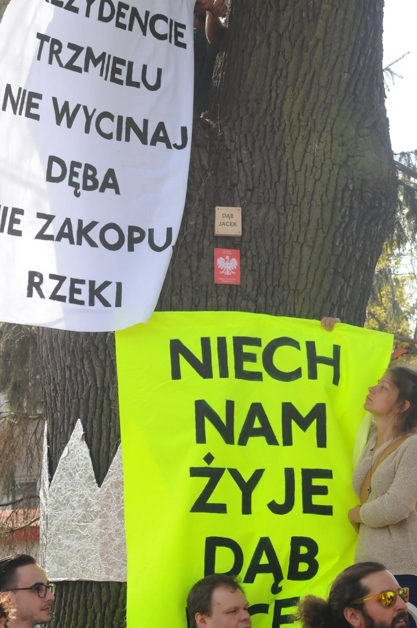 Kraków. Kolejny etap budowy Trasy Łagiewnickiej. Wycinają drzewa [WIZUALIZACJE, ZDJĘCIA]