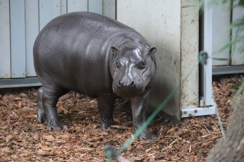 W łódzkim zoo: Jamina vel Janina i Jabari na randce w ciemno 