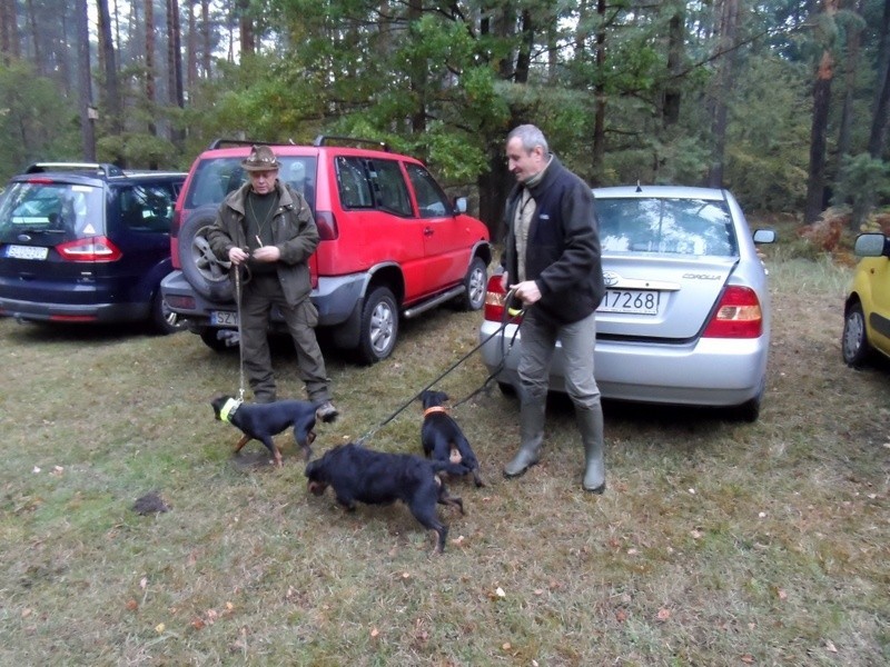 17 Dian polowało na grubą zwierzynę w Koścmidrach, w...