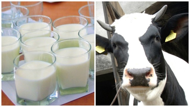 Produkcja mleka spada, a cena rośnieW sierpniu i wrześniu średnia cena mleka w  Polsce wyrażona w euro była nieco wyższa od ceny mleka w Niemczech. Ostatni raz taka sytuacja miała miejsce 9 lat temu