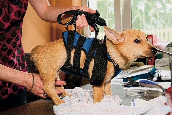 Specjalna uprząż rehabilitacyjna  pomaga psu stać na...
