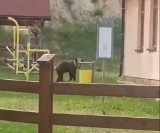 Niedźwiedź grasuje w gminie Solina. Wchodzi na posesje i do kurników. Wszedł nawet na teren przedszkola! [ZDJĘCIA, WIDEO]