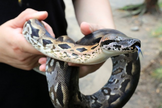 Ten boa madagaskarski już wkrótce będzie cieszył zwiedzających zoo w Indonezji