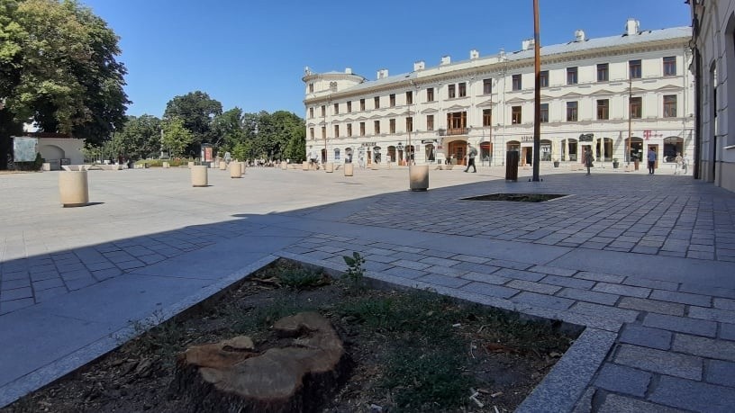 Zniknęły drzewa z ul. Kapucyńskiej w Lublinie. Co się z nimi stało?