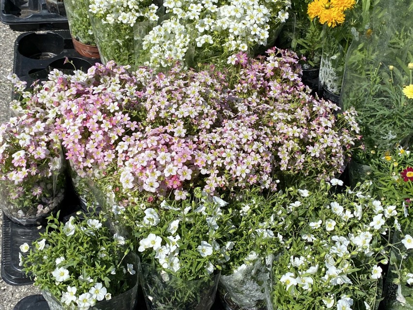 Skalnice i inne kwiaty można kupić na kieleckim targowisku...