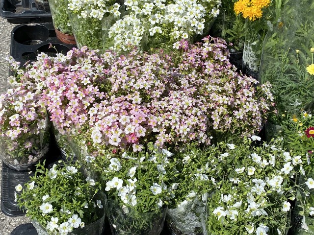 Skalnice i inne kwiaty można kupić na kieleckim targowisku miejskim. Zobacz kolejne zdjęcia.