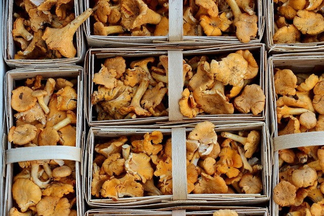 Nie wszędzie można mówić o wysypie grzybów, co widać po cenach za kilogram. Ile kosztują nas kurki lub maślaki?