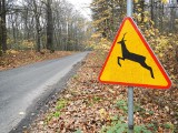 Trwa okres godowy jeleni, danieli i łosi. Dzikie zwierzęta wychodzą na drogi w Kujawsko-Pomorskiem a ryzyko wypadków rośnie