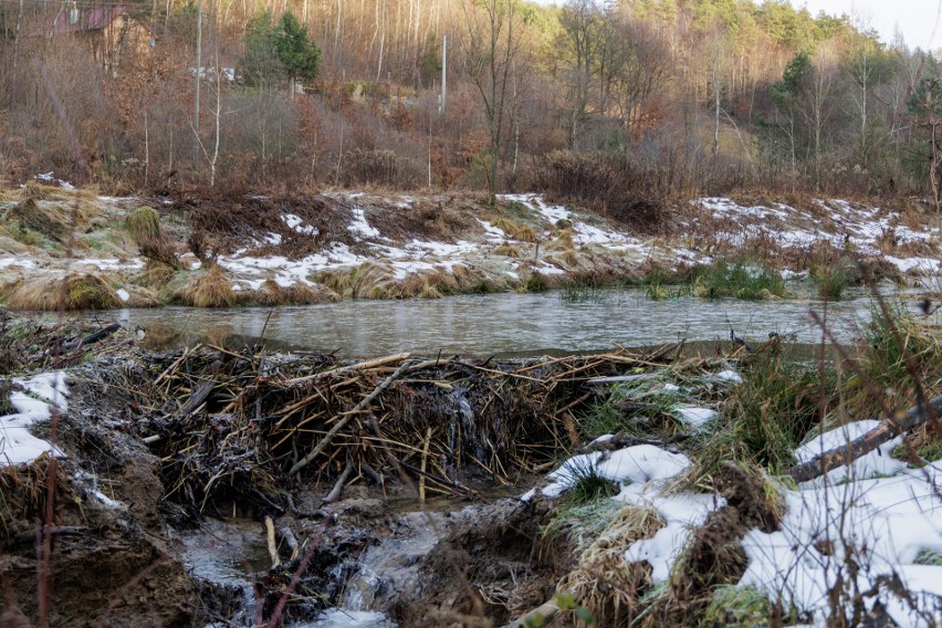 Bobry zadomowiły się w gminie Korzenna. Budują tamy, które nie są zagrożeniem, ale mieszkańcy skarżą się na gryzonie