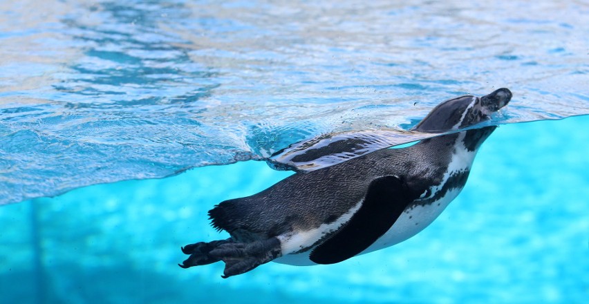 Czekamy na powrót pingwinów ze śląskiego zoo