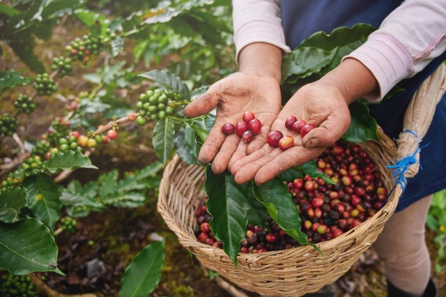 Kiedy my cieszymy się filiżanką aromatycznej kawy, wysokie koszty produkcji, małe zbiory i niskie ceny skupu sprawiają, że większość peruwiańskich rolników zajmujących się uprawą kawy żyje w ubóstwie. Mieszkańcy mają trudności w zaspokajaniu podstawowych potrzeb życiowych.