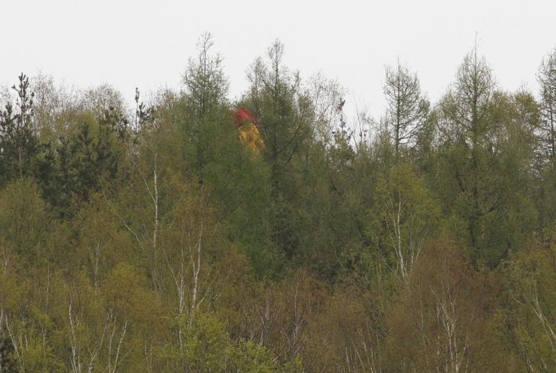 Paralotniarz zawisł na drzewie w Masłowie