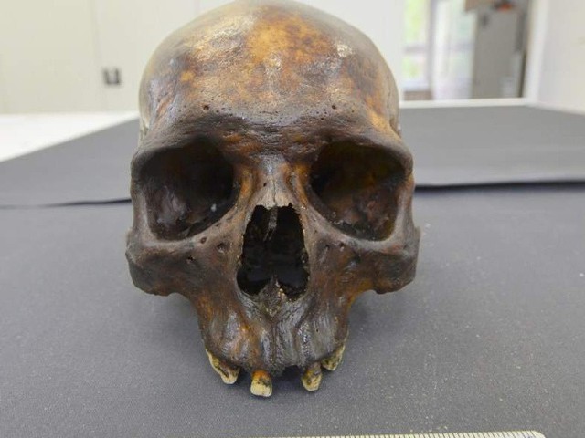 Choć od znalezienia w Parsęcie czaszki minęło kilka miesięcy, wszystkich jej tajemnic nie udało się jeszcze odkryć.