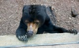 Orientarium w Łodzi. Nie żyje Somnang, niedźwiedź malajski. W młodości padł ofiarą ludzkiego okrucieństwa