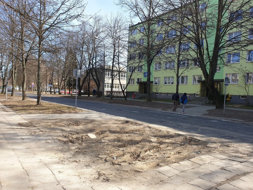 Zasadzili nowe drzewa przy ul. Herberta w Lublinie. Zobacz zdjęcia z akcji Miejskiej Partyzantki Ogrodniczej