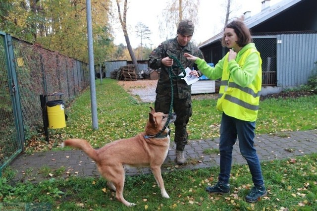 Osoby zainteresowane wolontariatem w Schronisku dla Zwierząt we Włocławku, mogą zgłaszać się do końca lutego 2023 roku.