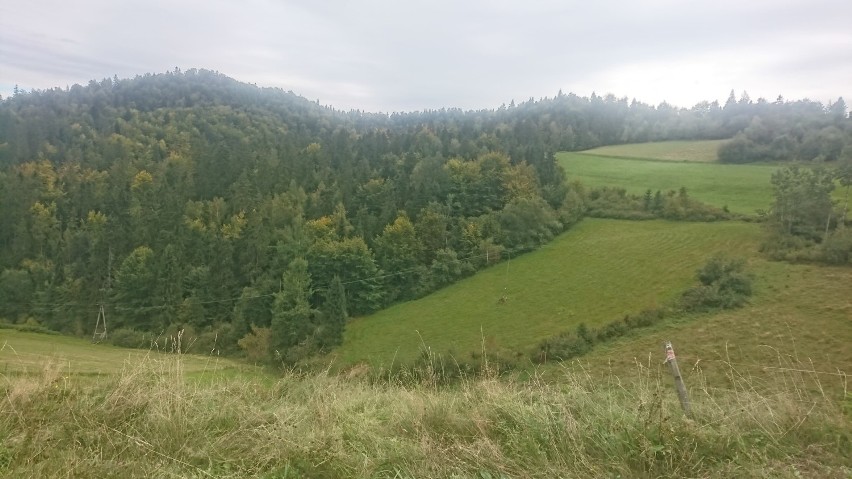 Wypadek w Knurowie. Auto zjechało 100 metrów ze skarpy [ZDJĘCIA]