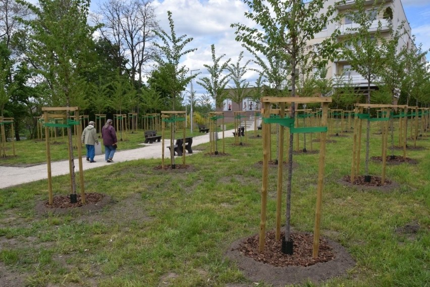 Nad zalewem powstał Park Kielczan. Każde drzewo upamiętnia jedno dziecko. To projekt zrealizowany z Budżetu Obywatelskiego [ZDJĘCIA]