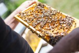 Jubileusz i piknik pszczelarski. 150 lat koła pszczelarskiego w Kościanie