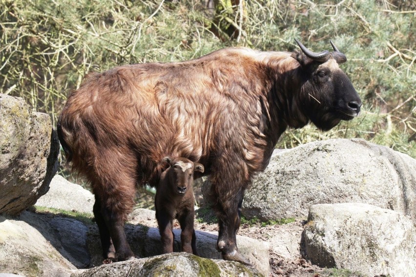 Mały takin w gdańskim zoo. Młody samczyk jest odważny i ciekawy świata [zdjęcia]