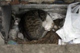 Nawet 50 tys. bezdomnych kotów błąka się po Wrocławiu. Co robić z bezpańskimi zwierzętami?