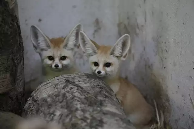 Na wiosnę atrakcją zoo będą fenki, czyli srebrzyste lisy pustynne.