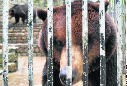 Zdaniem ekologów niedźwiedzie są trzymane w fatalnych warunkach i za małych klatkach