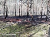 Kolejny pożar. Tym razem palił się las w gminie Warta