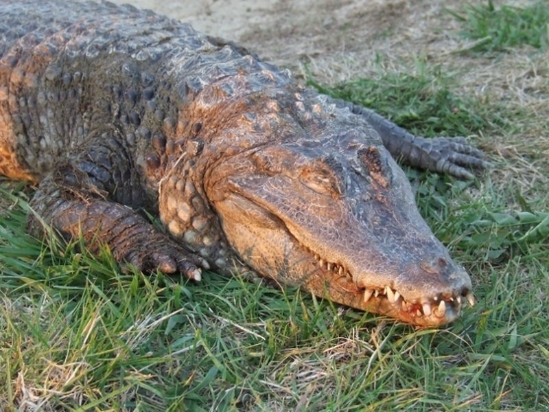 Krokodyl wyłowiony w Dolanach z Warty.