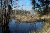 Ekolodzy o planie odchodzenia województwa lubelskiego od węgla: „Konserwuje biznes kopalni”