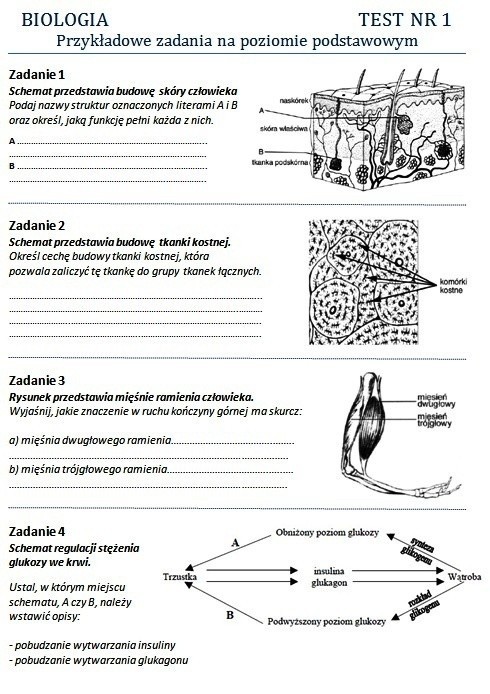 Matura 2012:  Zadania z biologii. Sprawdź, czy wiesz jak funkcjonuje ludzki organizm