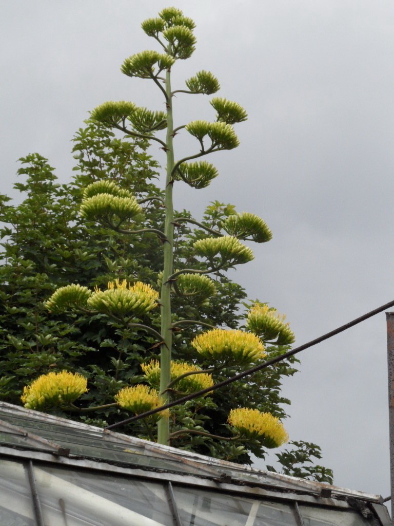 Kwiat agawy to niezwykła rzadkość. Warto zobaczyć