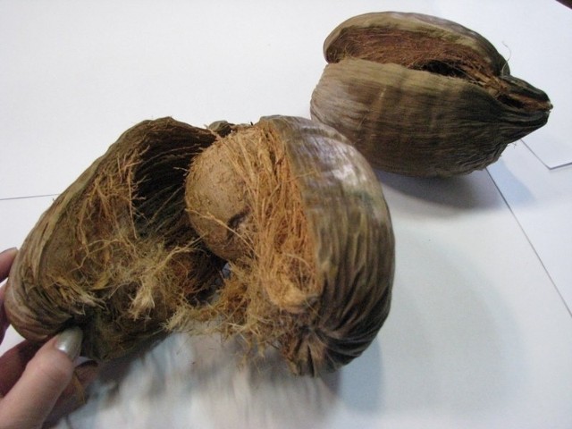 Pracownicy palmiarni zapewniają, że palmę kokosową będą próbować hodować do skutku.