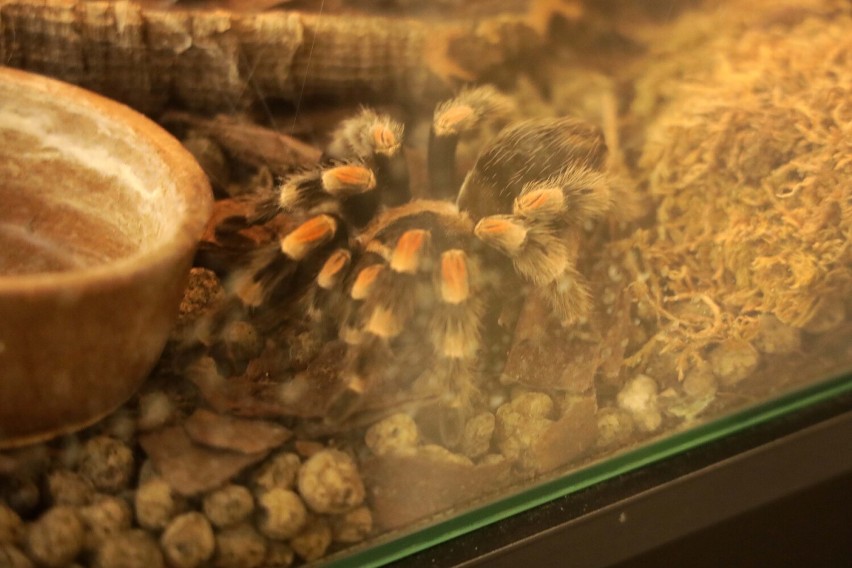 Legnica: Wystawa pająków podczas ferii zimowych w Domu Kultury Atrium, zdjęcia