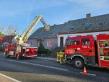 Niecodzienny interwencja strażaków. Ściągali lisa z dachu