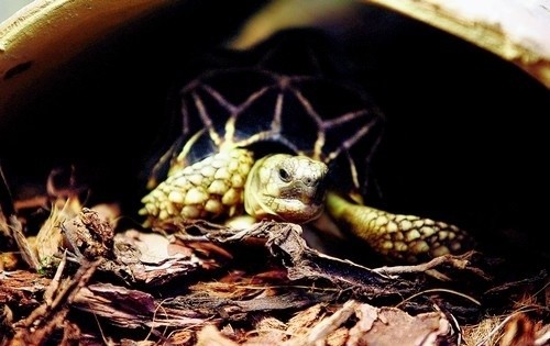 Życie w zoo to ratunek dla wielu gatunków żółwi